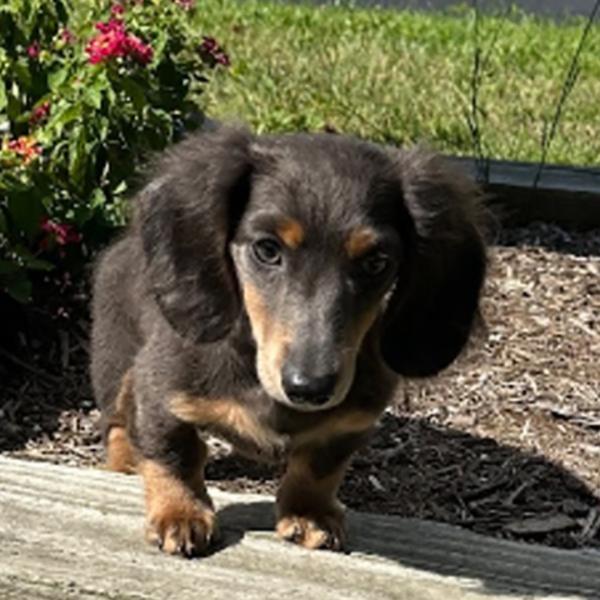 Trixie  the Taxhund